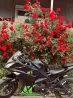 Hirlee band 200c chines motor bike Бишкек
